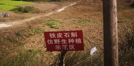 石斛種植基地